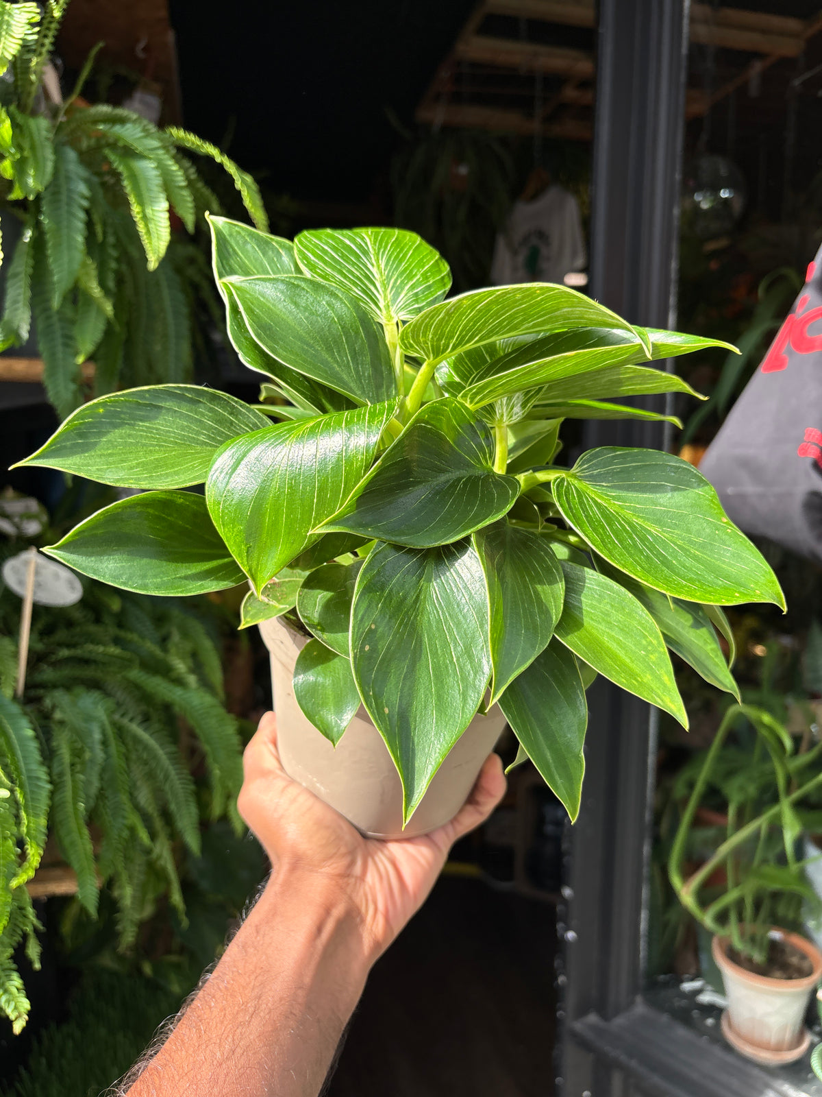 Philodendron ‘Birkin’ houseplant in 15cm pot outside Urban Tropicana plant shop in Chiswick, London
