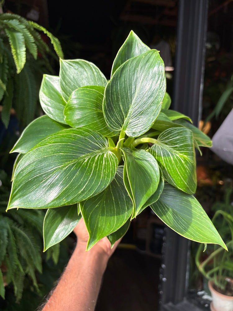 Philodendron ‘Birkin’ houseplant in 15cm pot outside Urban Tropicana plant shop in Chiswick, London