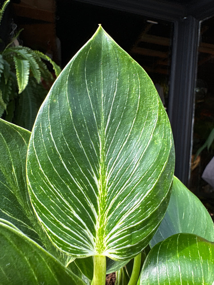 Philodendron ‘Birkin’ houseplant in 15cm pot outside Urban Tropicana plant shop in Chiswick, London