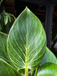 Philodendron ‘Birkin’ houseplant in 15cm pot outside Urban Tropicana plant shop in Chiswick, London