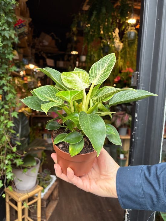 Philodendron ‘Birkin’ in front of Urban Tropicana’s Plant Shop in Chiswick London