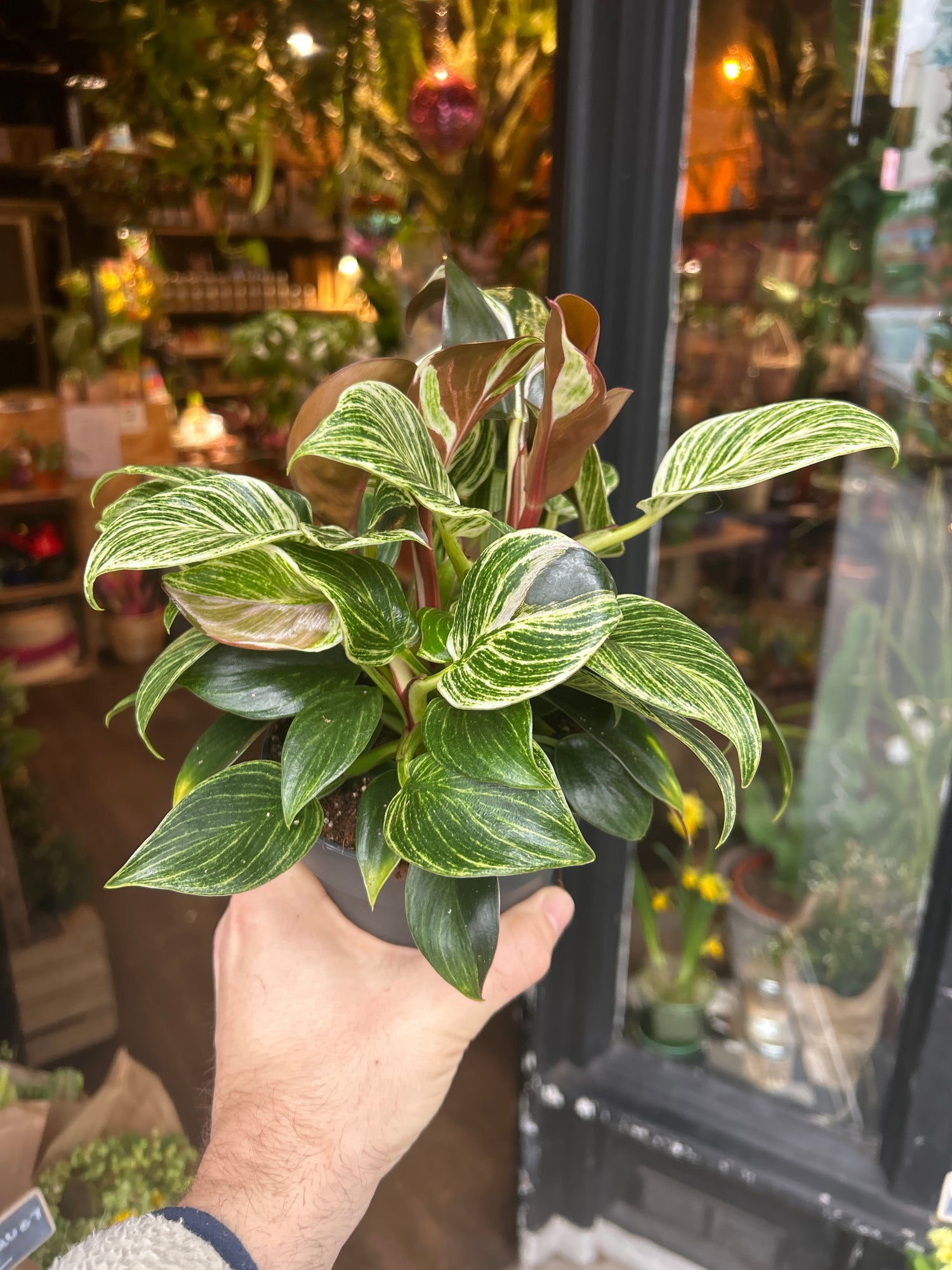A Philodendron Birkin plant in front of Urban Tropicana’s Plant Shop in Chiswick London