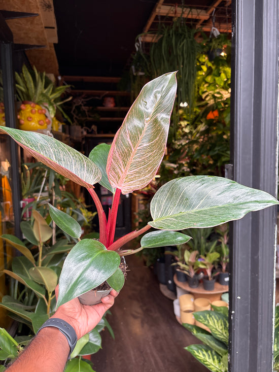 A Philodendron Birkin ‘Pink Bikini’ plant in front of Urban Tropicana’s Plant Shop in Chiswick London
