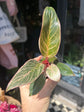 Philodendron ‘Birkin Pink Bikini’ houseplant outside Urban Tropicana plant shop in Chiswick, London