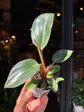 Philodendron ‘Birkin Pink Bikini’ houseplant outside Urban Tropicana plant shop in Chiswick, London
