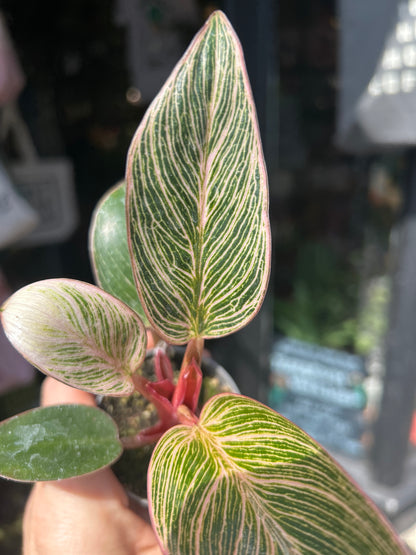 Philodendron ‘Birkin Pink Bikini’ houseplant outside Urban Tropicana plant shop in Chiswick, London
