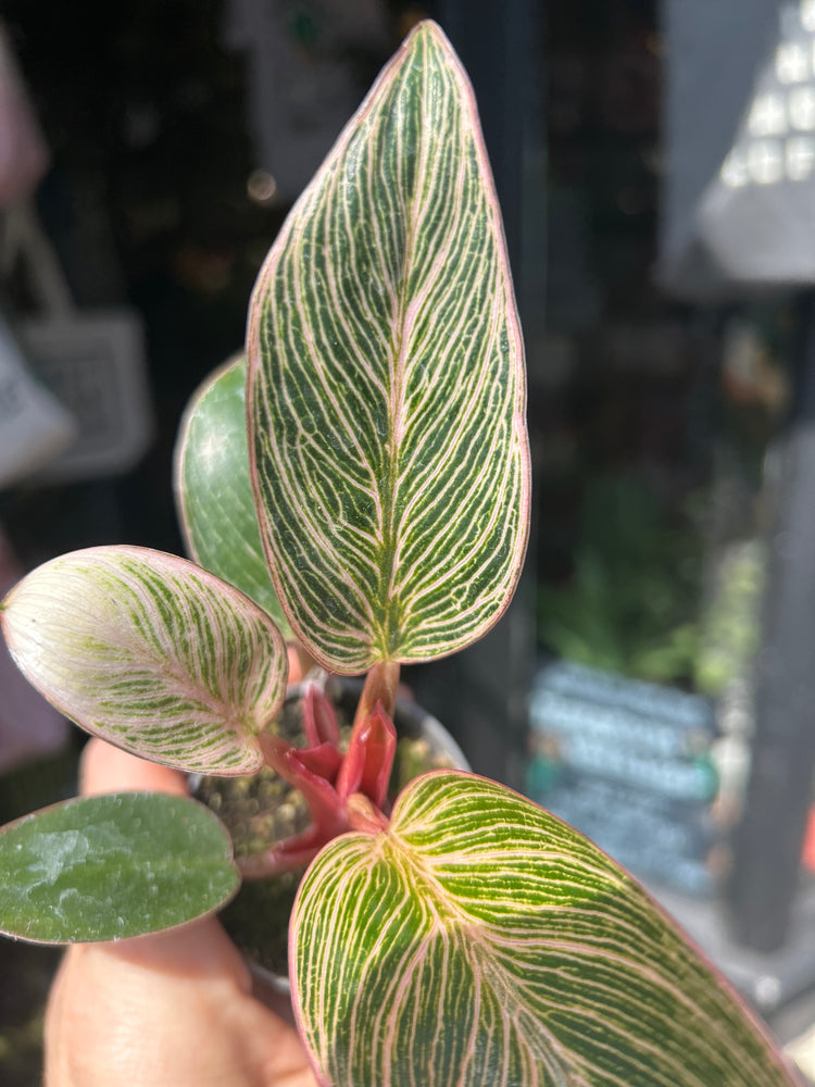 Philodendron ‘Birkin Pink Bikini’ houseplant outside Urban Tropicana plant shop in Chiswick, London
