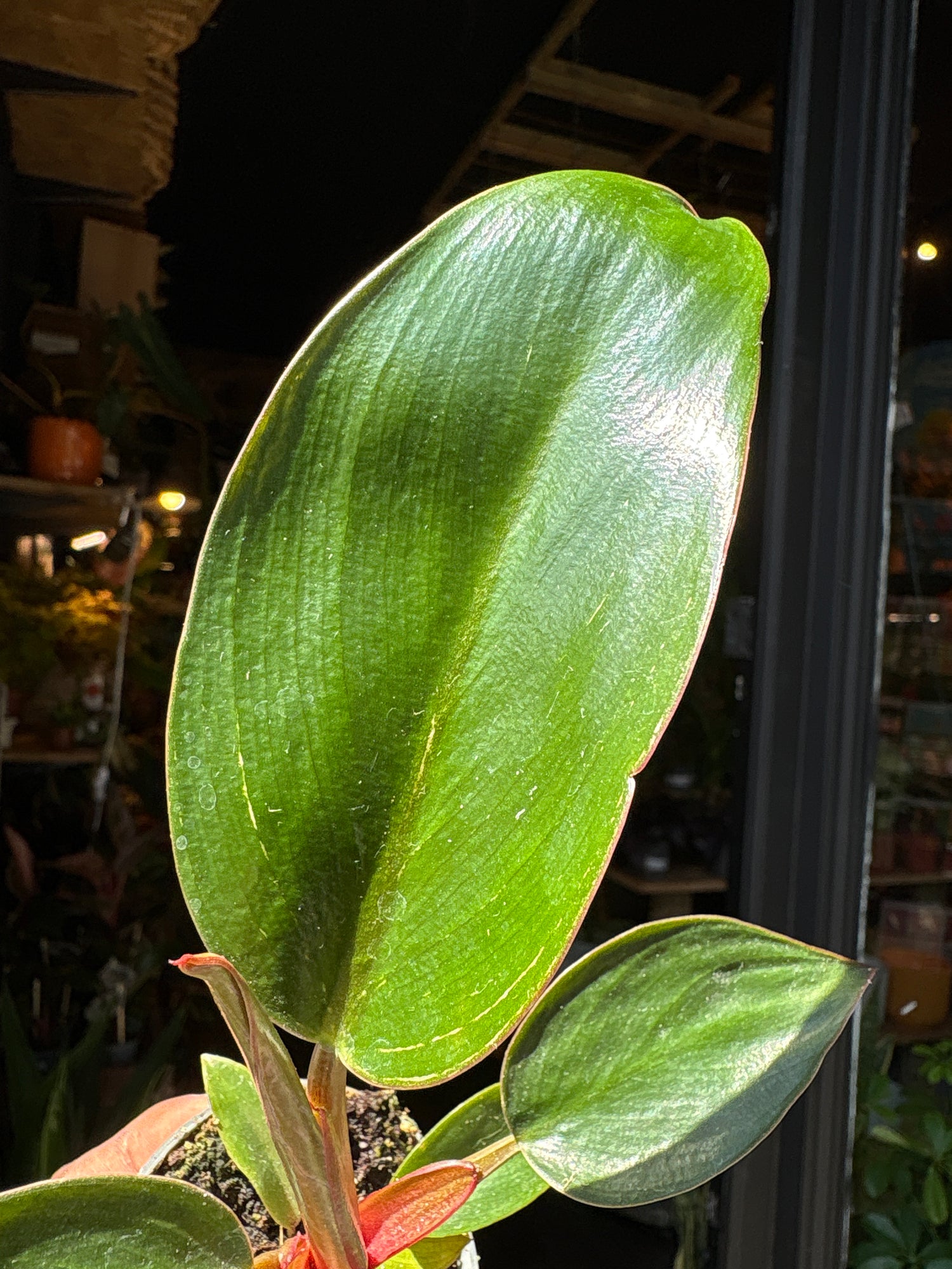 Philodendron ‘Birkin Pink Bikini’ houseplant outside Urban Tropicana plant shop in Chiswick, London