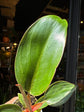 Philodendron ‘Birkin Pink Bikini’ houseplant outside Urban Tropicana plant shop in Chiswick, London