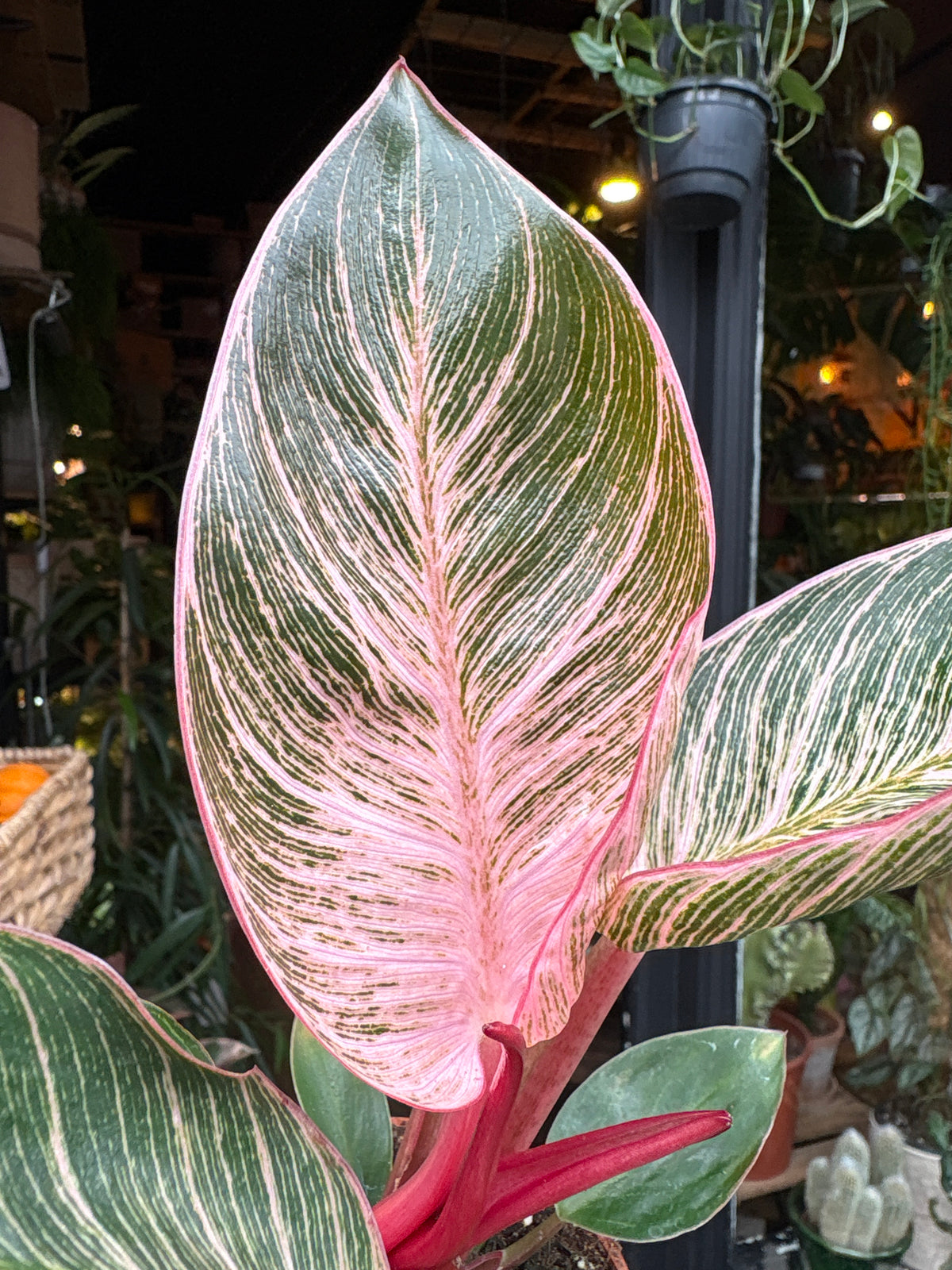 A Philodendron Birkin ‘Pink Bikini’ plant in front of Urban Tropicana’s Plant Shop in Chiswick London