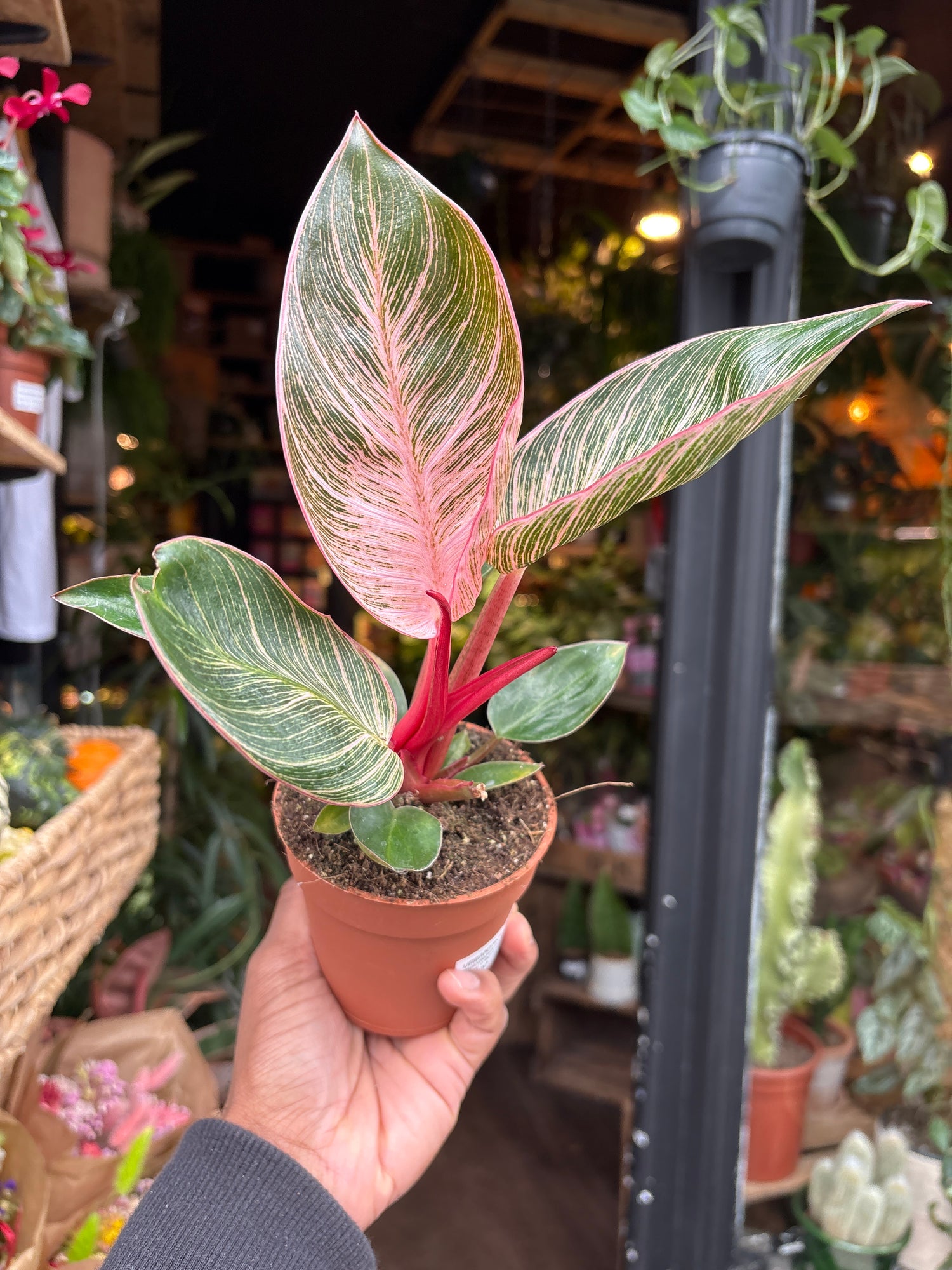 A Philodendron Birkin ‘Pink Bikini’ plant in front of Urban Tropicana’s Plant Shop in Chiswick London
