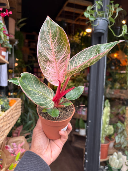 A Philodendron Birkin ‘Pink Bikini’ plant in front of Urban Tropicana’s Plant Shop in Chiswick London