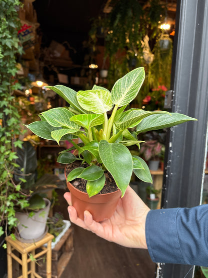 Philodendron ‘Birkin’ in front of Urban Tropicana’s Plant Shop in Chiswick London