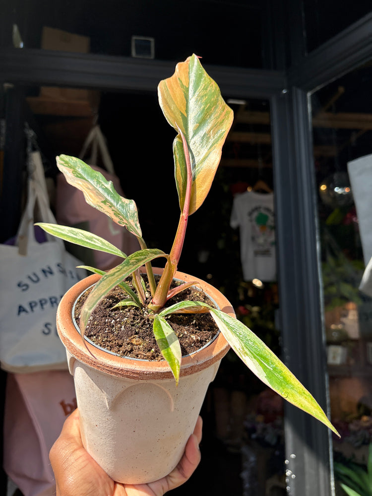 Philodendron ‘Caramel Marble’ houseplant outside Urban Tropicana plant shop in Chiswick, London