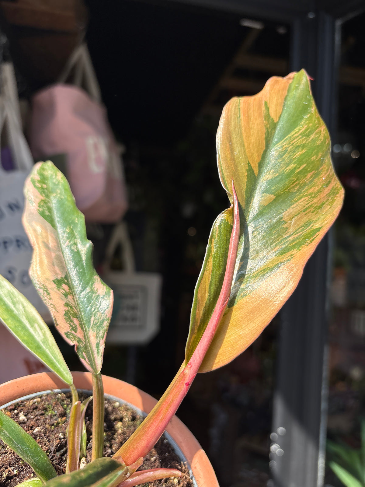 Philodendron ‘Caramel Marble’ houseplant outside Urban Tropicana plant shop in Chiswick, London