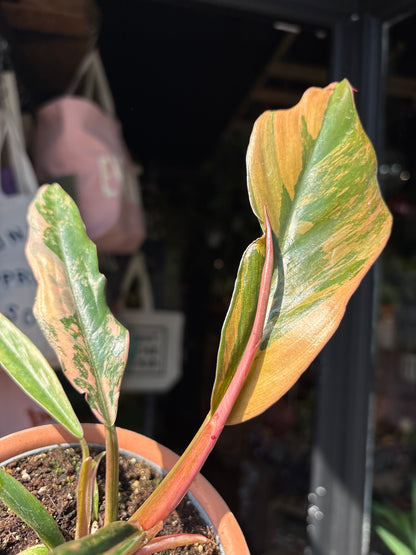 Philodendron ‘Caramel Marble’ houseplant outside Urban Tropicana plant shop in Chiswick, London