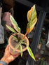Philodendron ‘Caramel Marble’ houseplant outside Urban Tropicana plant shop in Chiswick, London
