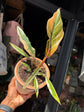 Philodendron ‘Caramel Marble’ houseplant outside Urban Tropicana plant shop in Chiswick, London
