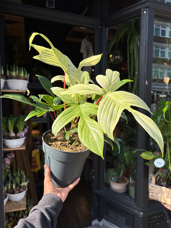 A Philodendron Florida Ghost plant in front of Urban Tropicana’s Plant Shop in Chiswick London