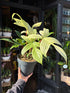 A Philodendron Florida Ghost plant in front of Urban Tropicana’s Plant Shop in Chiswick London