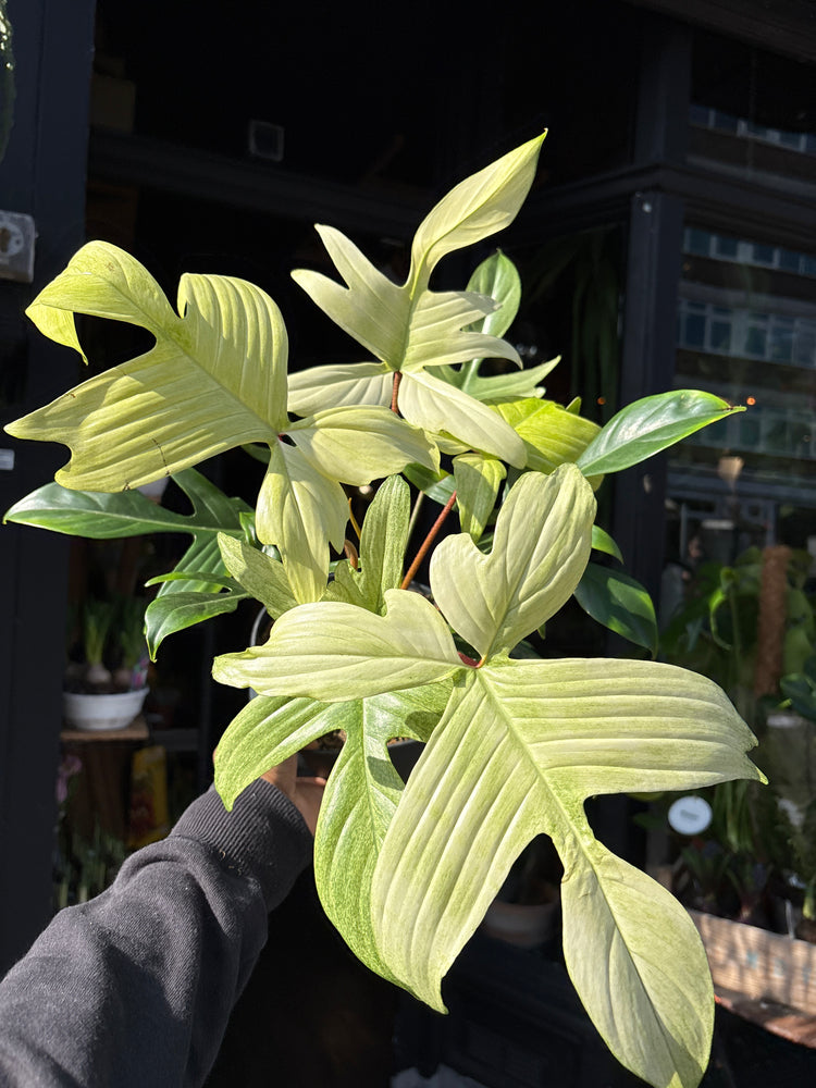 A Philodendron Florida Ghost plant in front of Urban Tropicana’s Plant Shop in Chiswick London