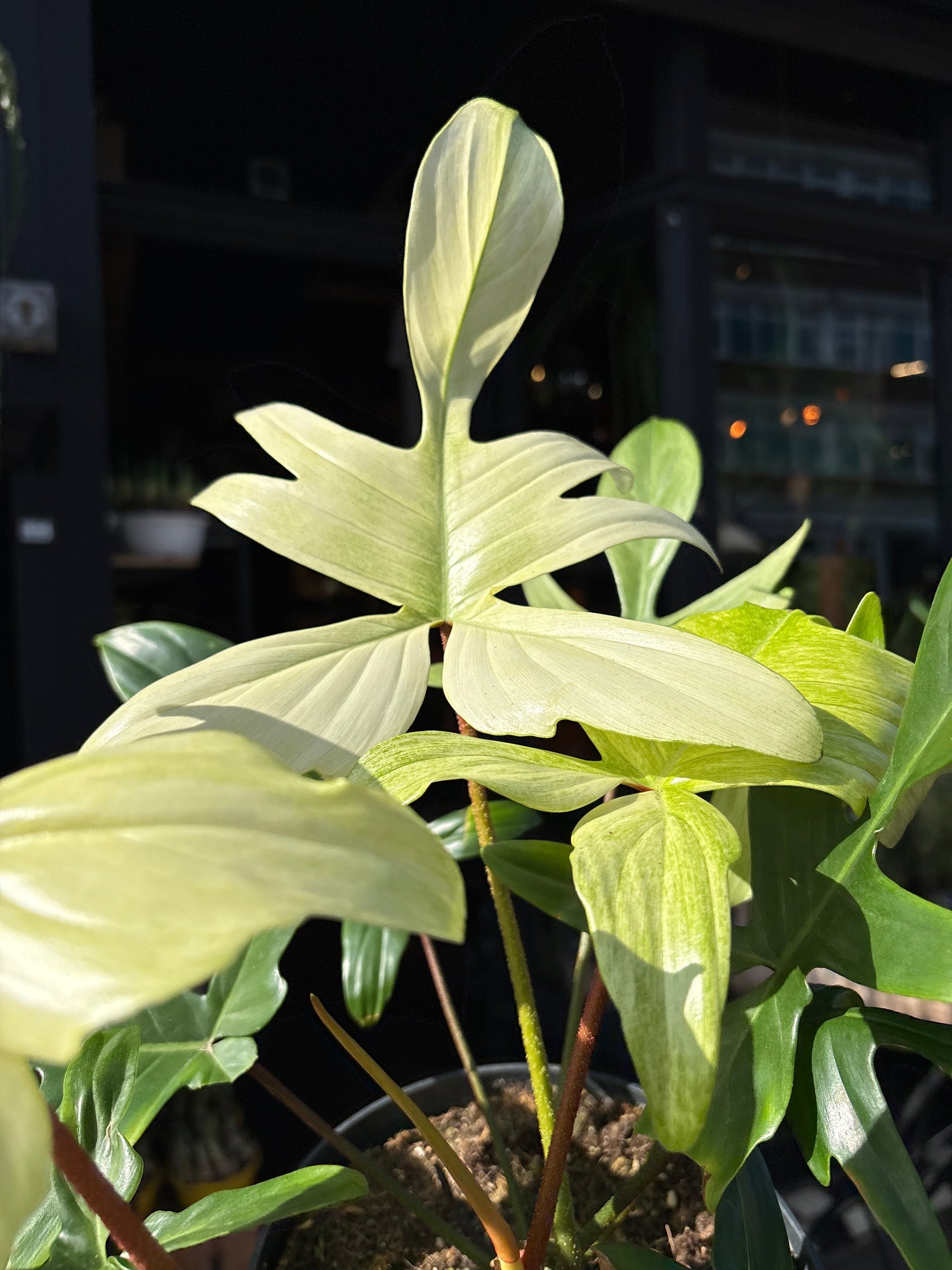 A Philodendron Florida Ghost plant in front of Urban Tropicana’s Plant Shop in Chiswick London