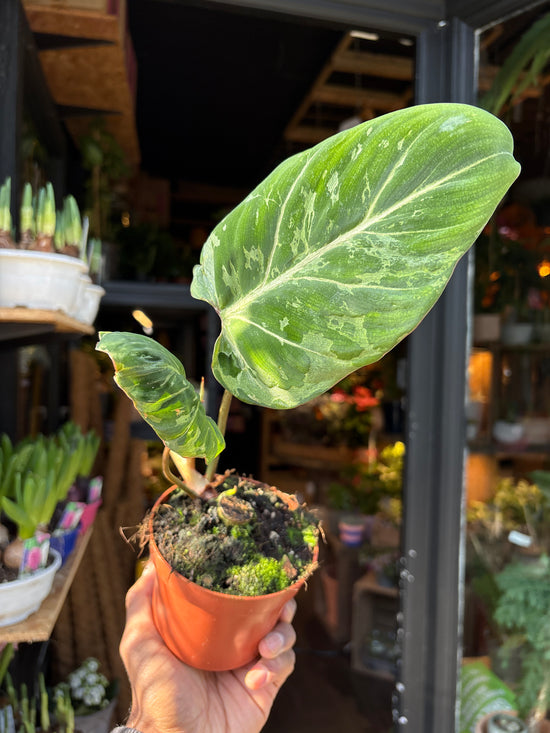 Philodendron gloriosum Snow Leopard variegated plant with velvet heart-shaped leaves and cream speckled variegation growing in a nursery pot.
