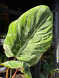 Close-up of Philodendron gloriosum Snow Leopard leaf showing velvet texture and speckled cream variegation.
