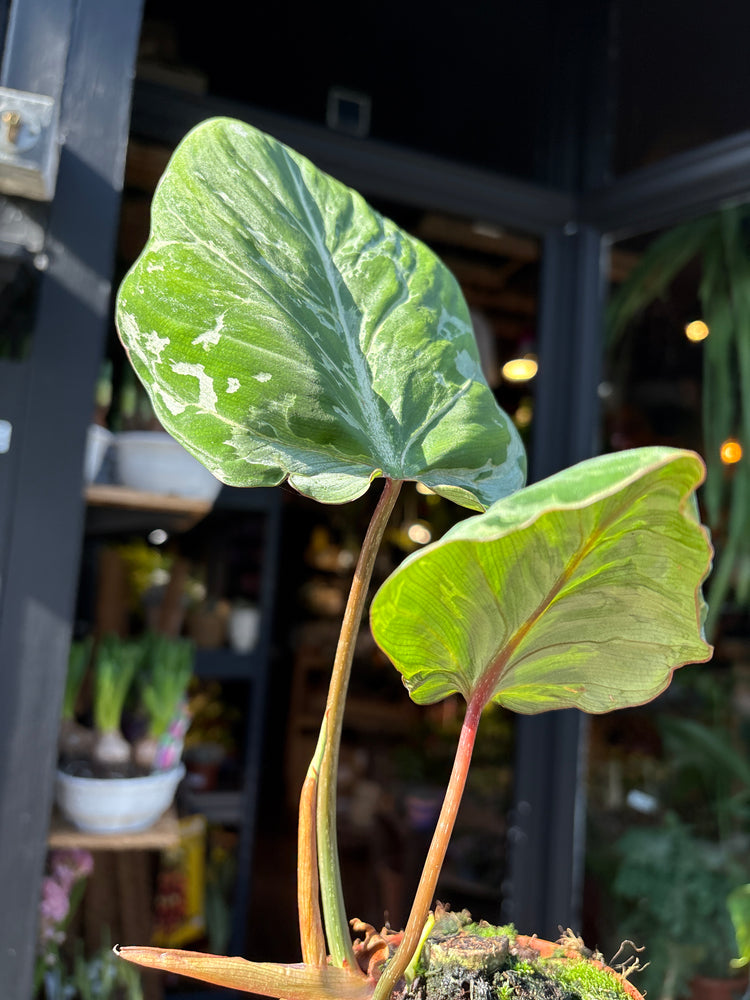 Philodendron gloriosum Snow Leopard variegated plant displayed at Urban Tropicana plant shop in Chiswick, London.