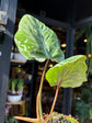 Philodendron gloriosum Snow Leopard variegated plant displayed at Urban Tropicana plant shop in Chiswick, London.