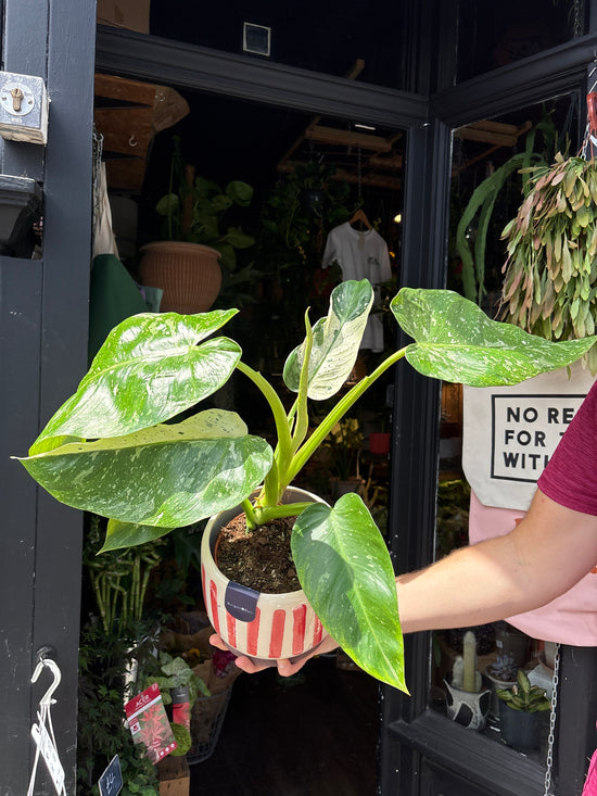 A Philodendron Jose Buono plant in front of Urban Tropicana’s plant shop in Chiswick, London