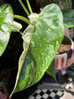A Philodendron Jose Buono plant in front of Urban Tropicana’s plant shop in Chiswick, London
