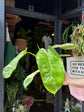 A Philodendron Jose Buono plant in front of Urban Tropicana’s plant shop in Chiswick, London