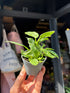 Philodendron ‘Jose Buono Variegated’ houseplant outside Urban Tropicana plant shop in Chiswick, London