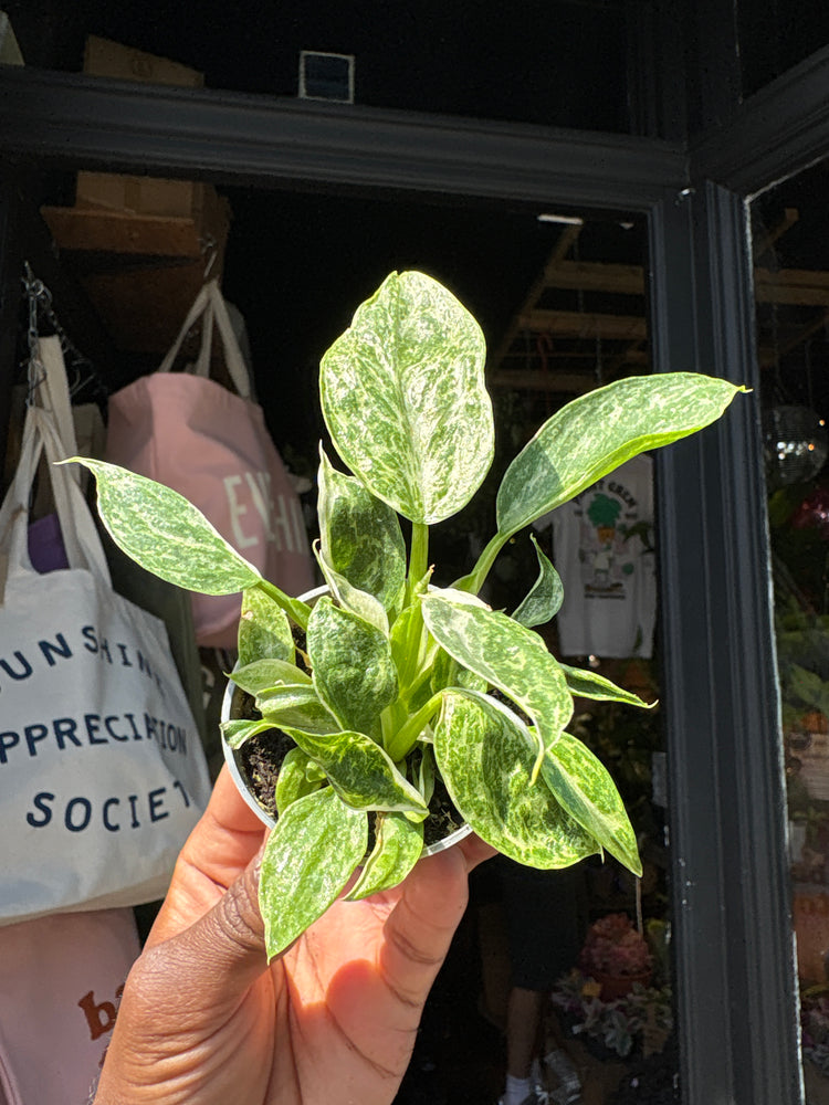 Philodendron ‘Jose Buono Variegated’ houseplant outside Urban Tropicana plant shop in Chiswick, London