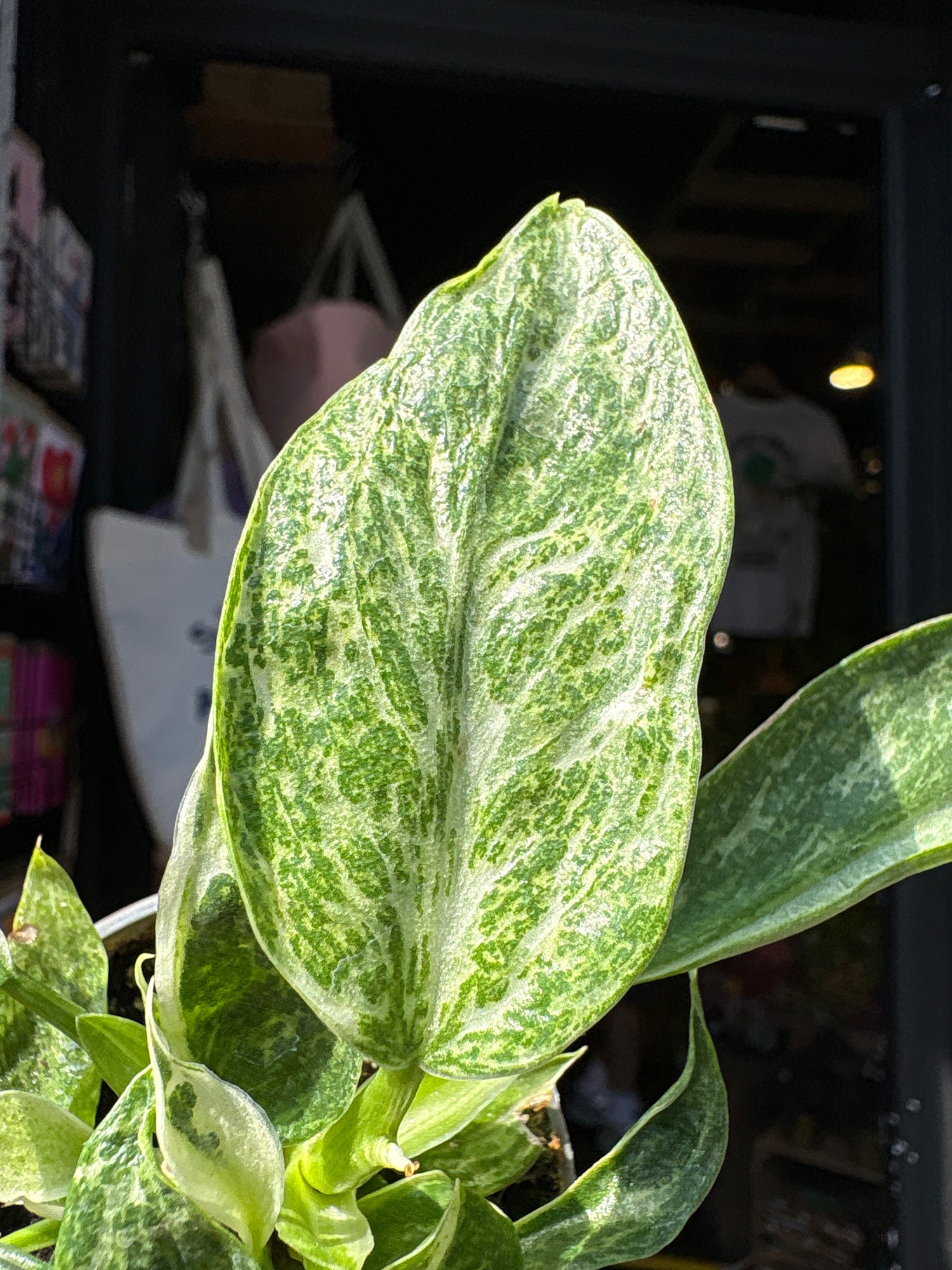 Philodendron ‘Jose Buono Variegated’ houseplant outside Urban Tropicana plant shop in Chiswick, London