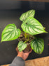 A Philodendron Mamei plant in front of Urban Tropicana’s Plant Shop in Chiswick London.