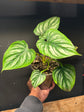 A Philodendron Mamei plant in front of Urban Tropicana’s Plant Shop in Chiswick London.