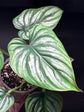 A Philodendron Mamei plant in front of Urban Tropicana’s Plant Shop in Chiswick London.