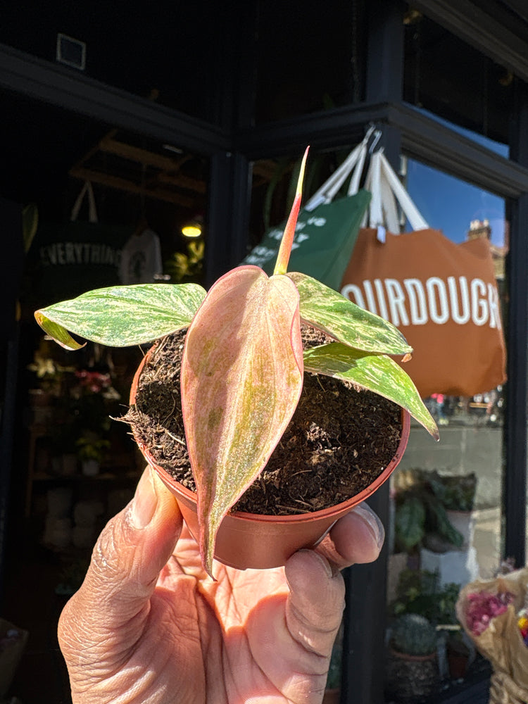 Philodendron micans ‘Marble Variegata’ with trailing stems and heart-shaped leaves showing green and creamy white marbled variegation, displayed in a nursery pot at Urban Tropicana plant shop, Chiswick, London.