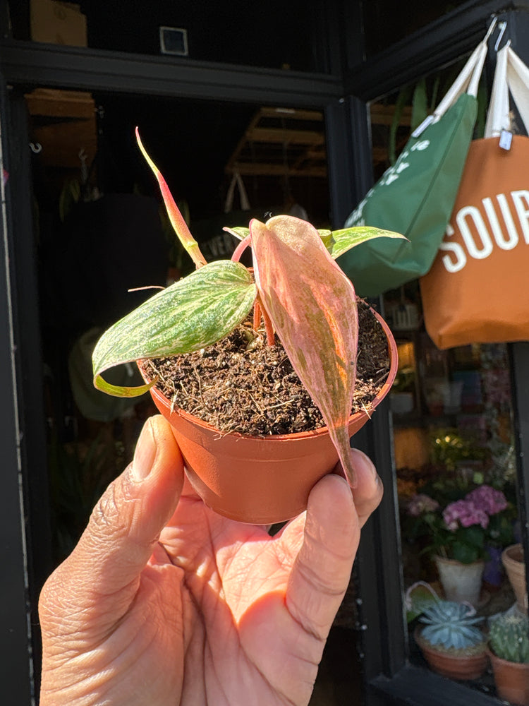 Philodendron micans ‘Marble Variegata’ with trailing stems and heart-shaped leaves showing green and creamy white marbled variegation, displayed in a nursery pot at Urban Tropicana plant shop, Chiswick, London.