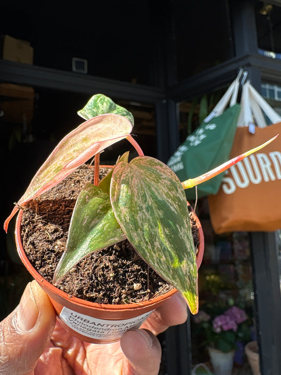 philodendron micans variegata Philodendron Micans Marble Variegata - House Plants - Plant Shop