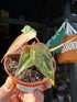 Philodendron micans ‘Marble Variegata’ with trailing stems and heart-shaped leaves showing green and creamy white marbled variegation, displayed in a nursery pot at Urban Tropicana plant shop, Chiswick, London.