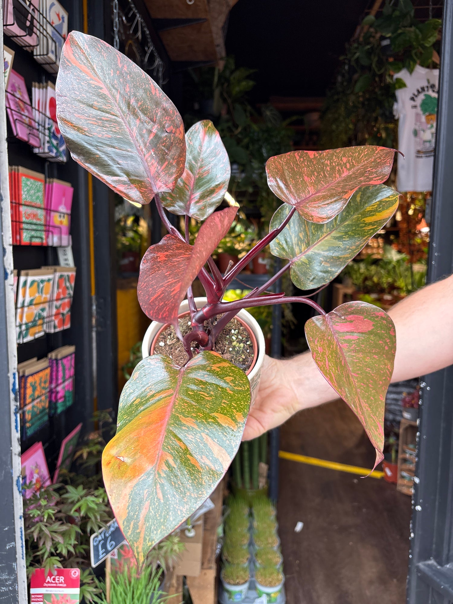 Philodendron ‘Orange Princess’ houseplant in 12cm pot outside Urban Tropicana plant shop in Chiswick, London