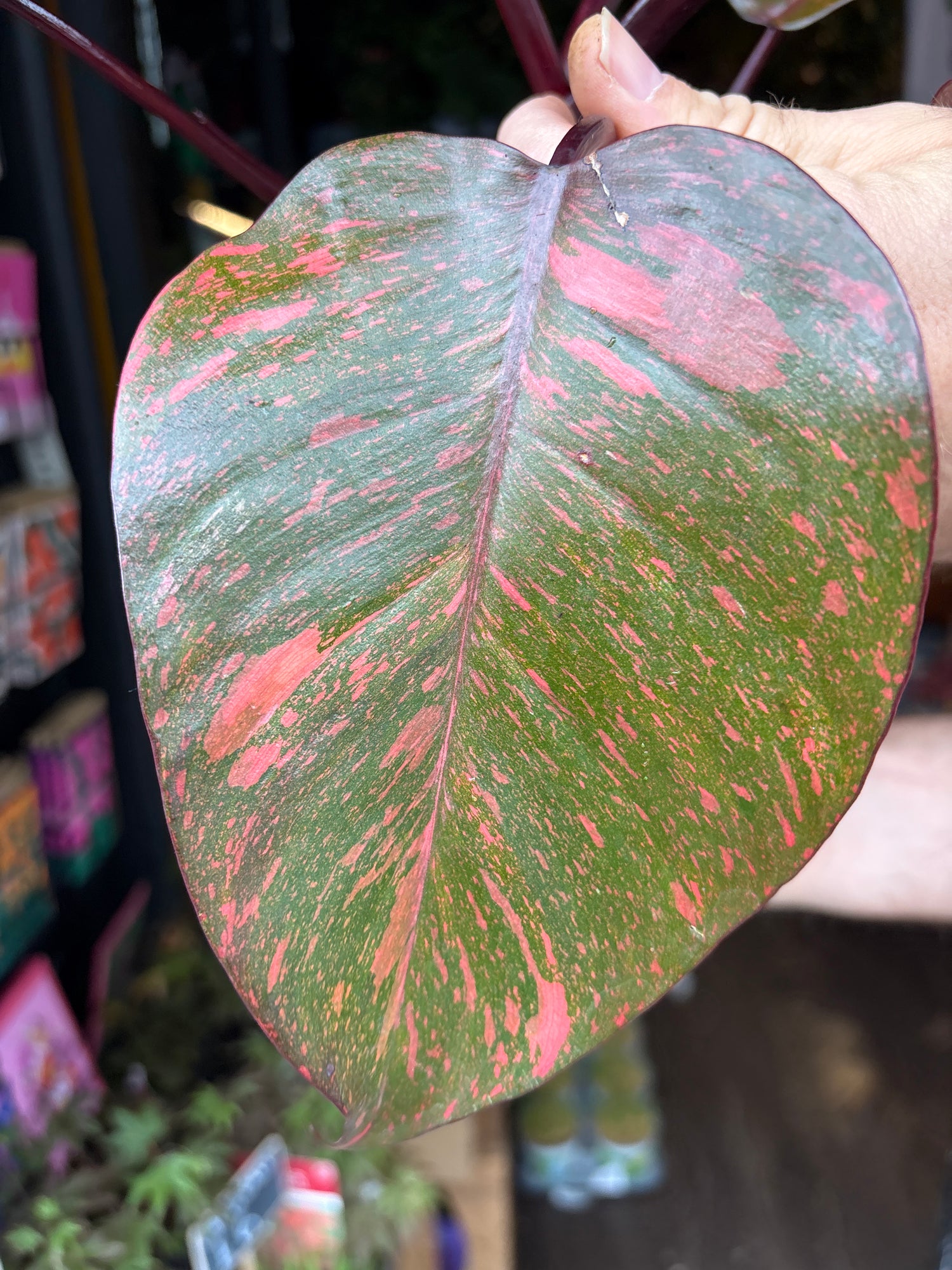 Philodendron ‘Orange Princess’ houseplant in 12cm pot outside Urban Tropicana plant shop in Chiswick, London