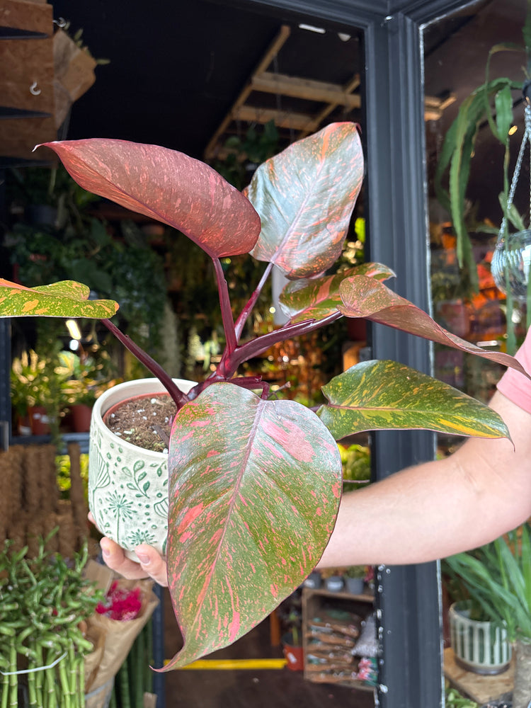 Philodendron ‘Orange Princess’ houseplant in 12cm pot outside Urban Tropicana plant shop in Chiswick, London