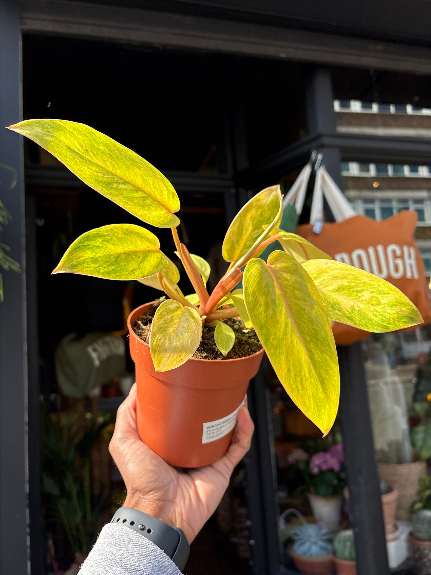 Philodendron ‘Painted Lady’ with trailing stems and heart-shaped leaves featuring dark green centers and creamy white to pink variegated edges, displayed in a nursery pot at Urban Tropicana plant shop, Chiswick, London