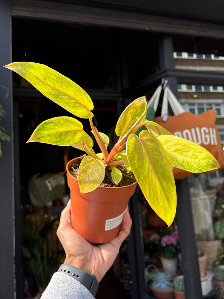 Philodendron ‘Painted Lady’ with trailing stems and heart-shaped leaves featuring dark green centers and creamy white to pink variegated edges, displayed in a nursery pot at Urban Tropicana plant shop, Chiswick, London