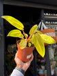 Philodendron ‘Painted Lady’ with trailing stems and heart-shaped leaves featuring dark green centers and creamy white to pink variegated edges, displayed in a nursery pot at Urban Tropicana plant shop, Chiswick, London