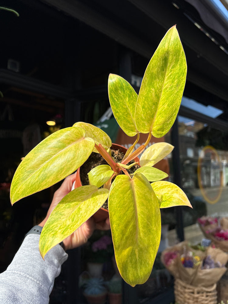 Philodendron ‘Painted Lady’ with trailing stems and heart-shaped leaves featuring dark green centers and creamy white to pink variegated edges, displayed in a nursery pot at Urban Tropicana plant shop, Chiswick, London